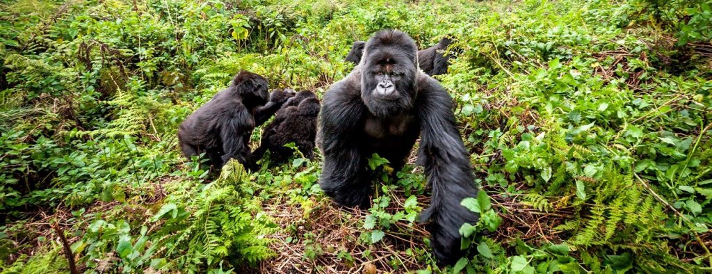 Rwanda Gorilla Trek 2 Nights 3Days