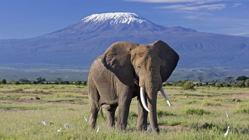3-Day Amboseli Safari from Nairobi: Unforgettable Wildlife & Kilimanjaro Views