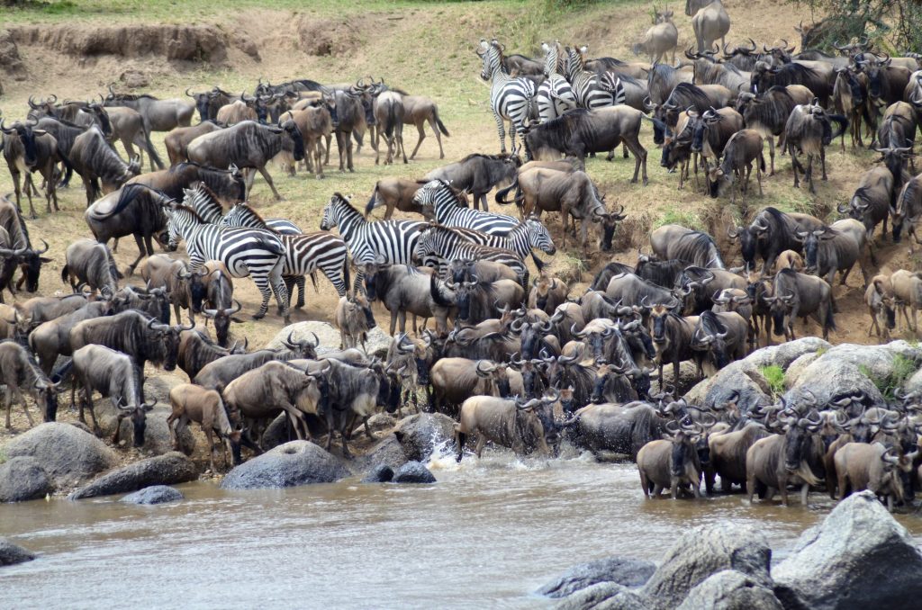Masai Mara 3 Day Unforgettable Adventure