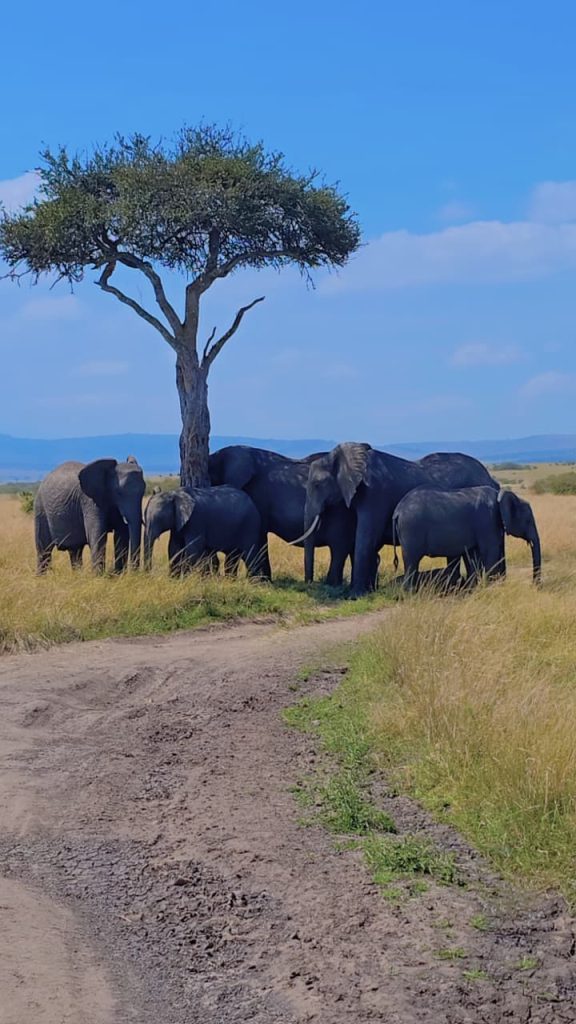 5 Day Masai Mara/ Lake Nakuru/Naivasha Group Joining