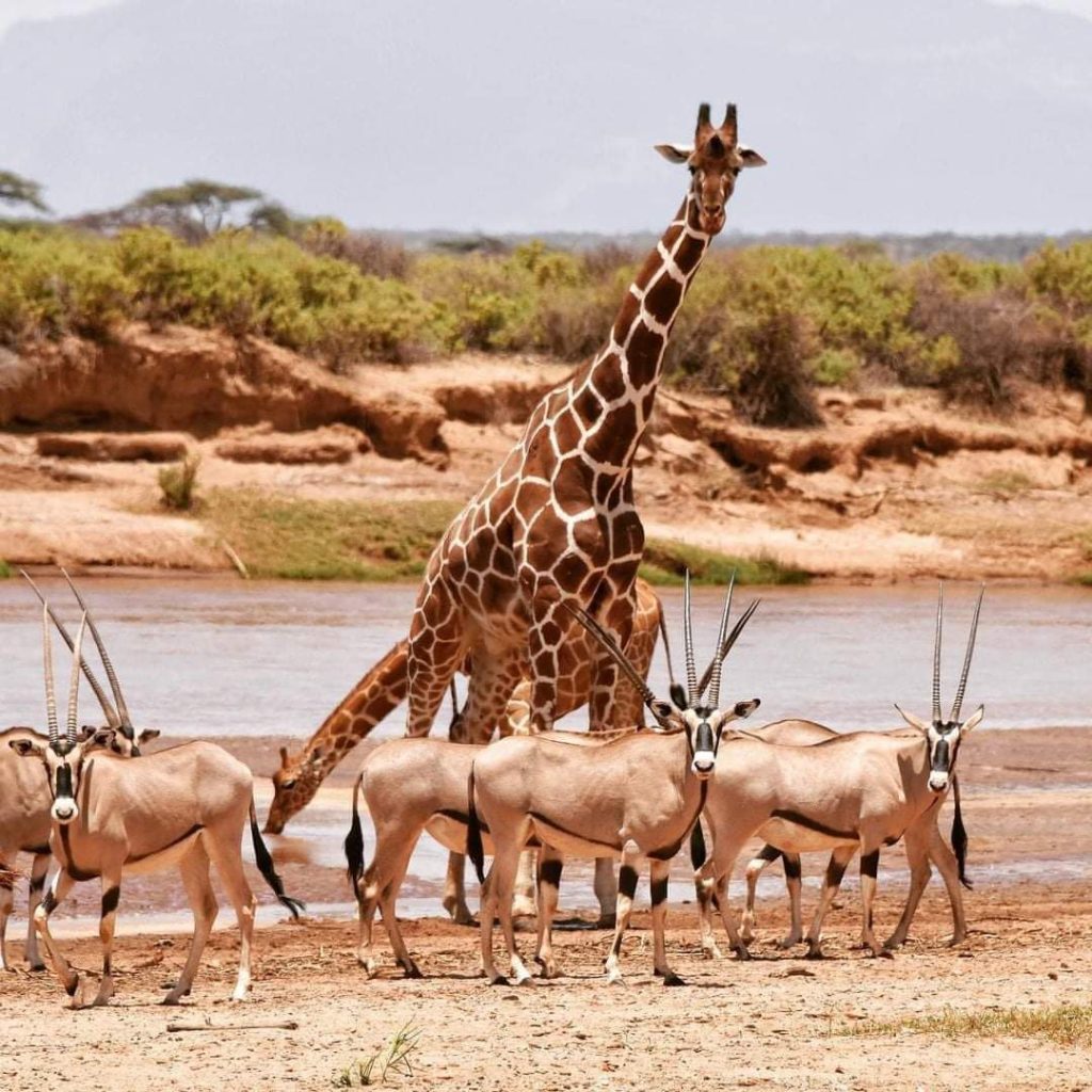 A Thrilling 3 Day Samburu National Reserve Safari
