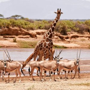 Samburu National Reserve